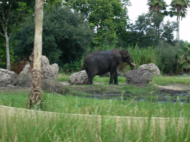 Asian Elephant 2.JPG